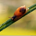 Snail and dewdrops