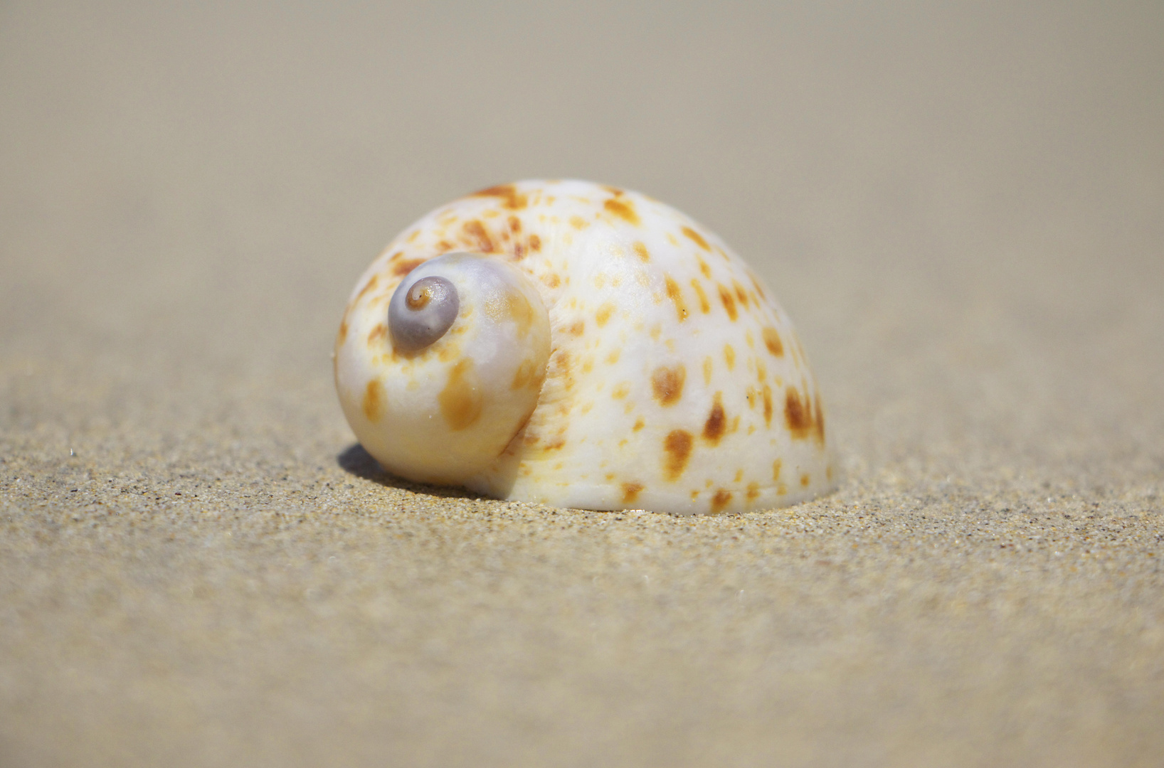 Snail at the beach 