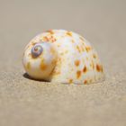 Snail at the beach 