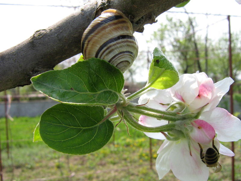 Snail & Bee