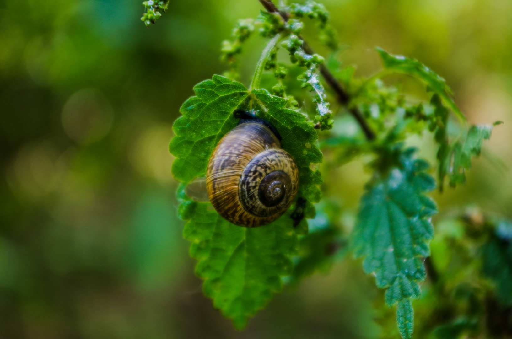 Snail