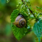 Snail