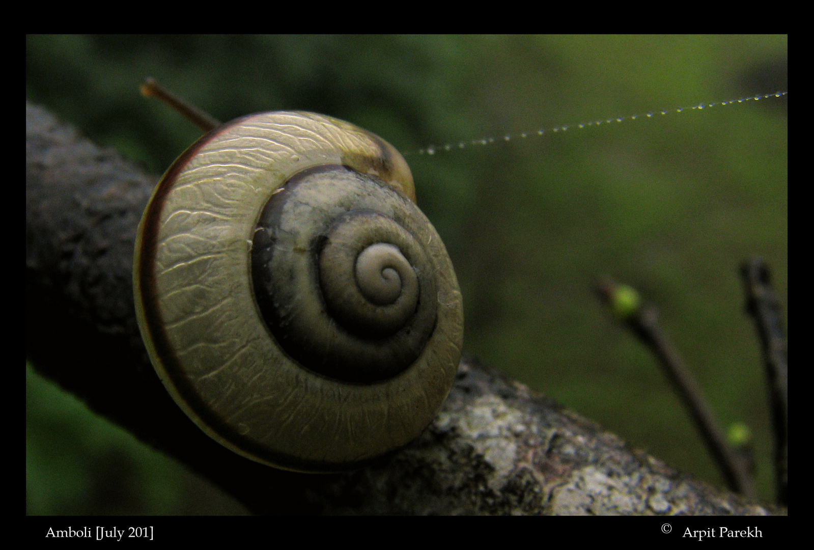 Snail !!!