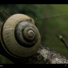 Snail !!!