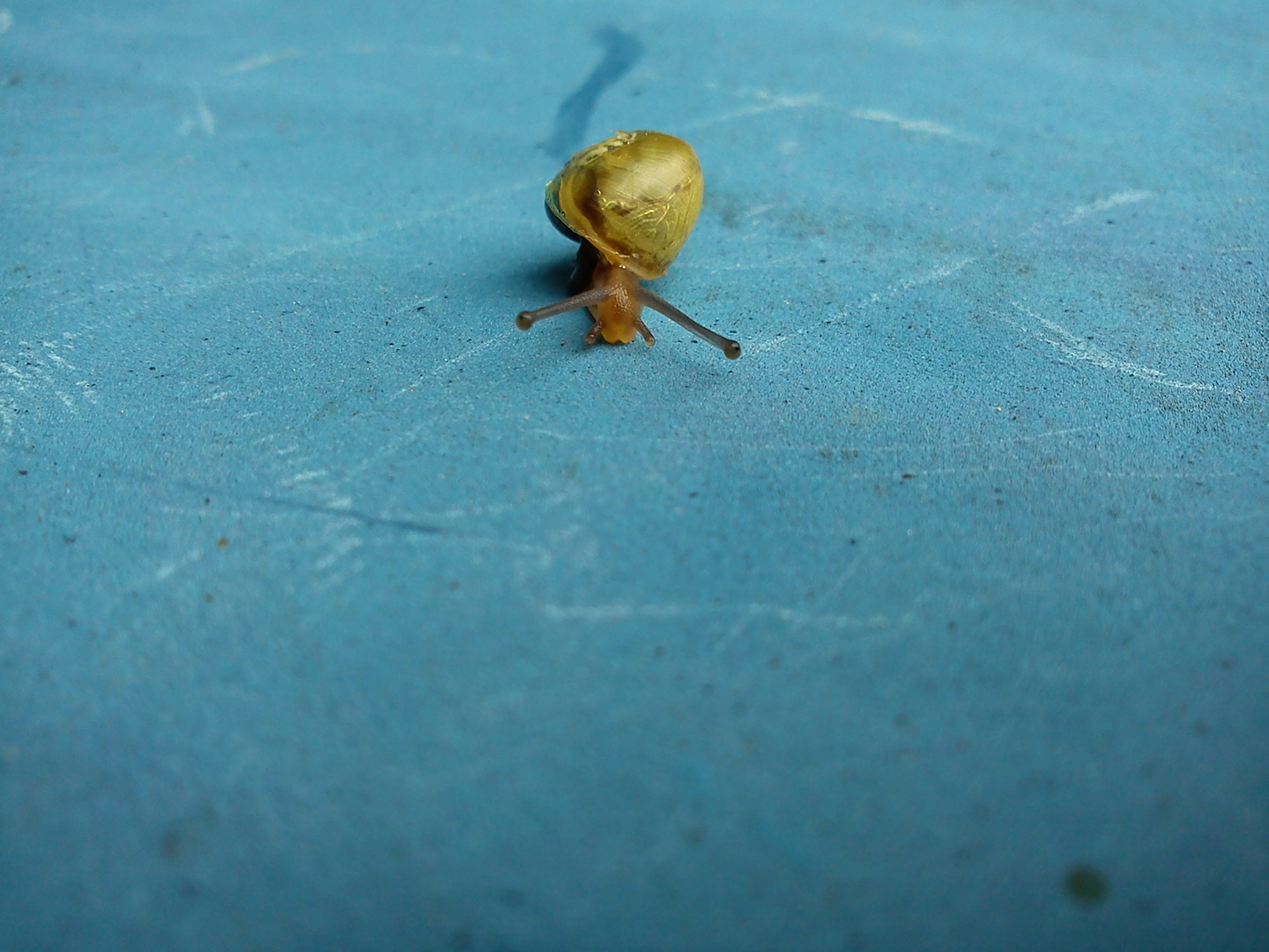 Snail.