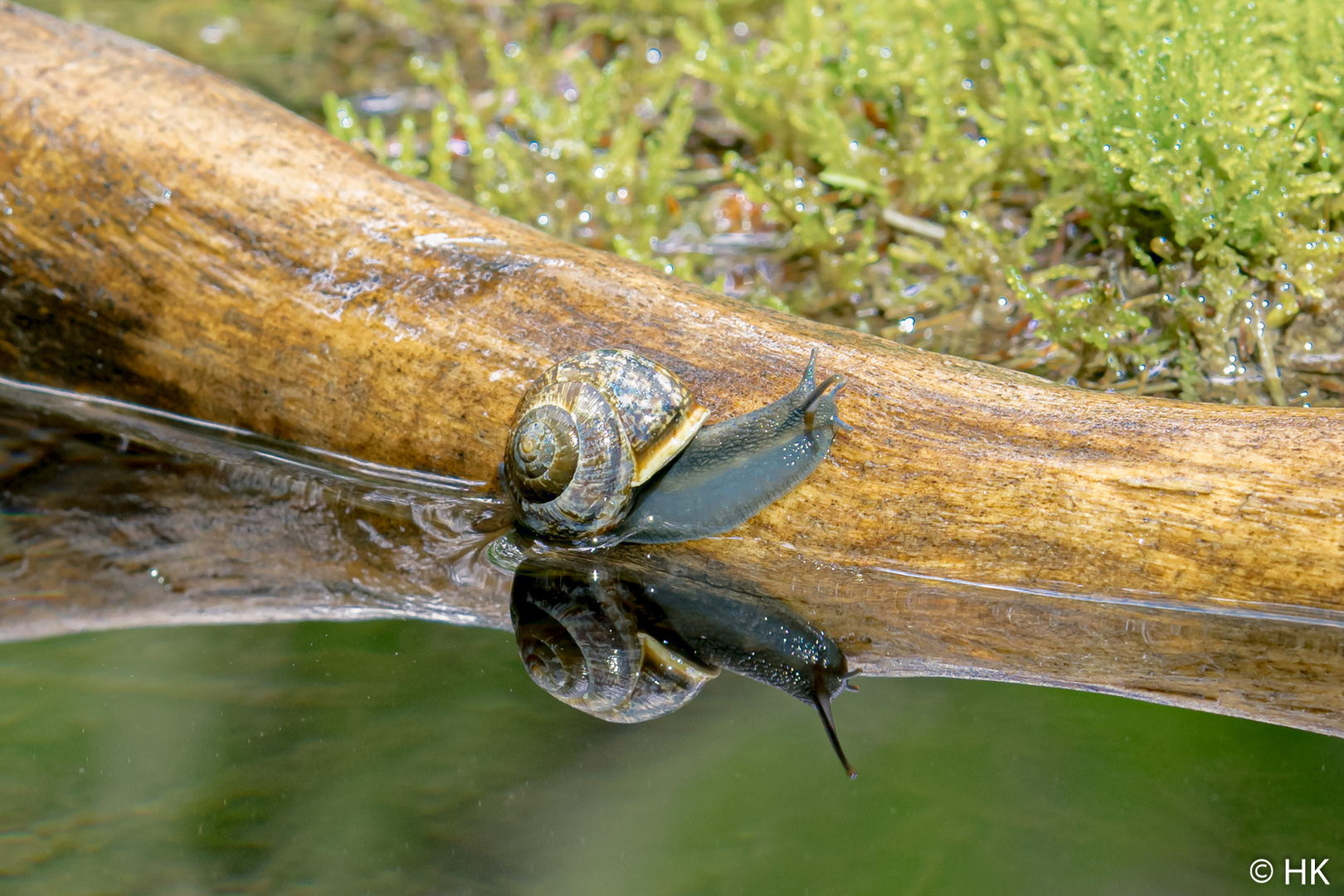 Snail Columbus entdeckt Moosmerika