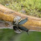 Snail Columbus entdeckt Moosmerika