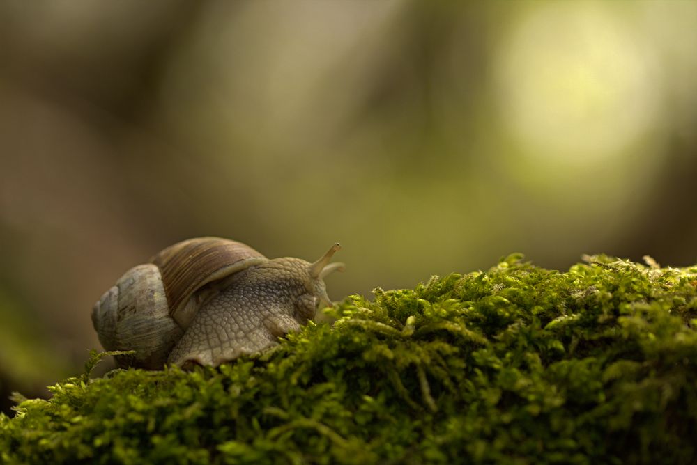 - snail -