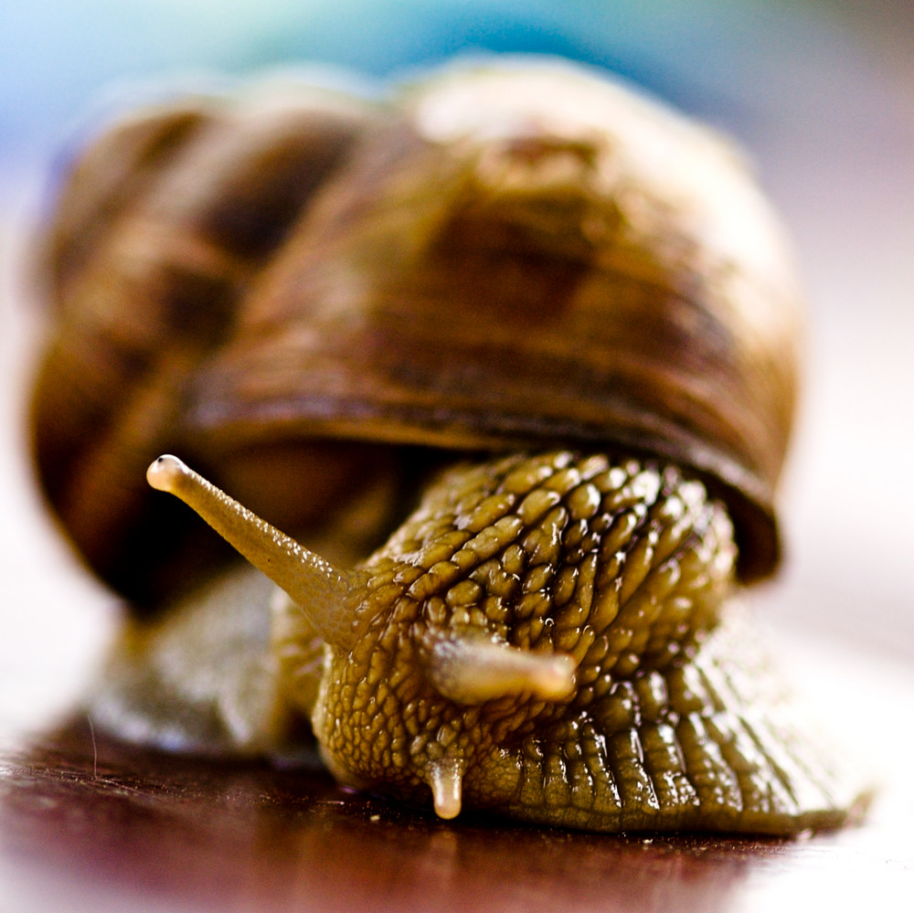 Snail