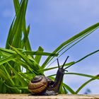 Snail