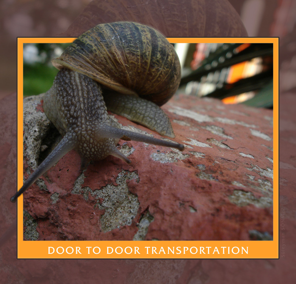 SNAIL DOOR TO DOOR TRANSPORT