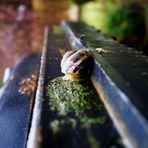 Snail