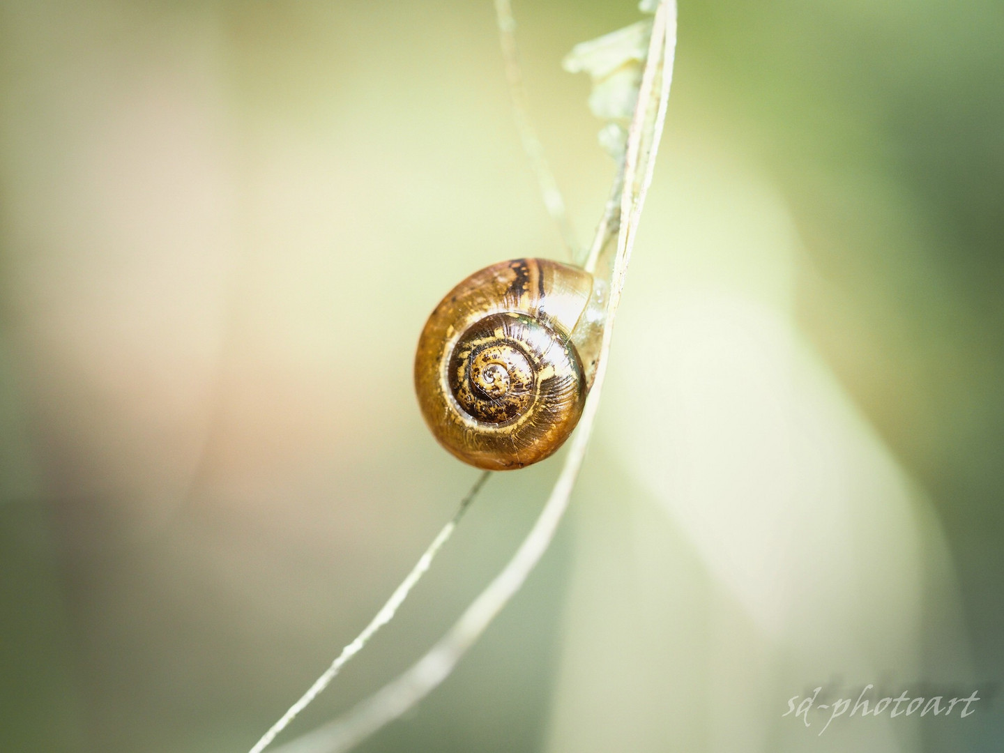 -snail-