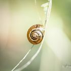 -snail-