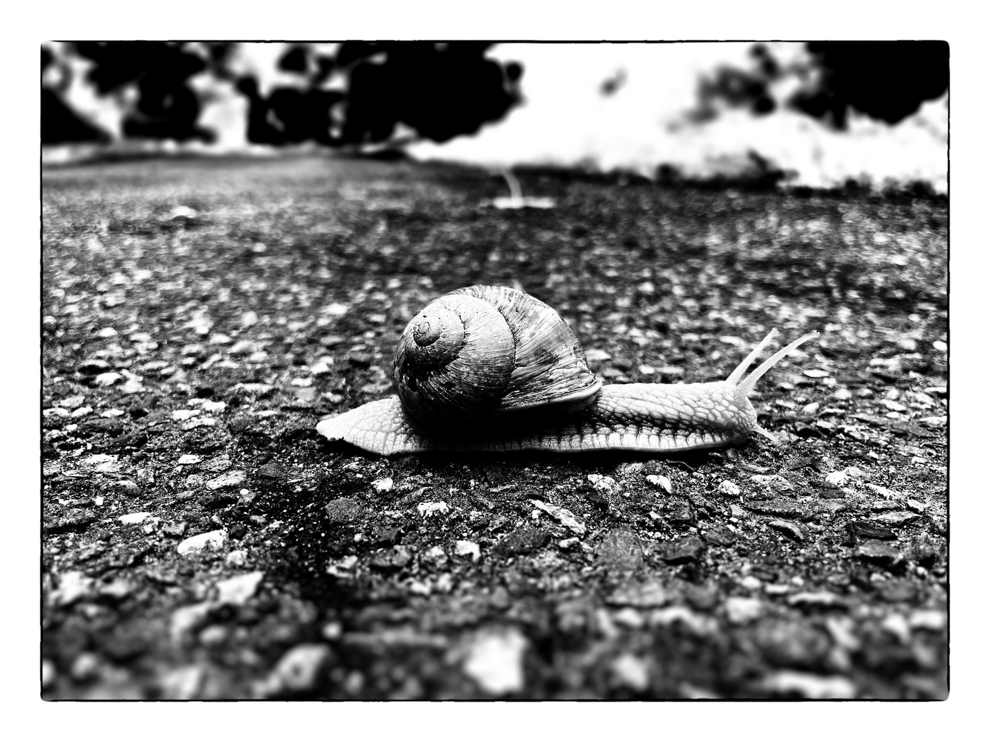 snail