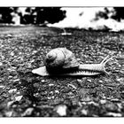 snail