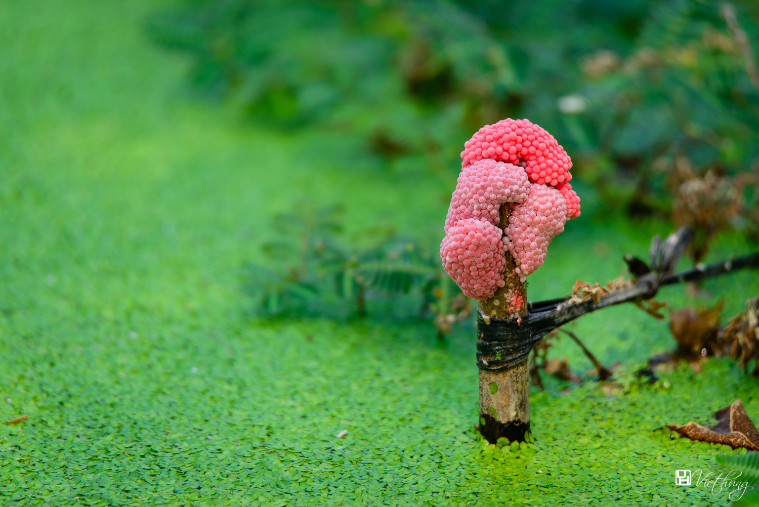 Snail eggs