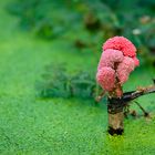 Snail eggs