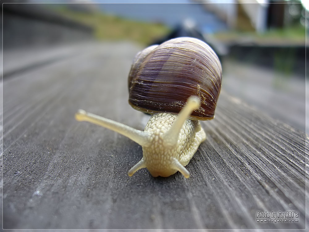 Snail