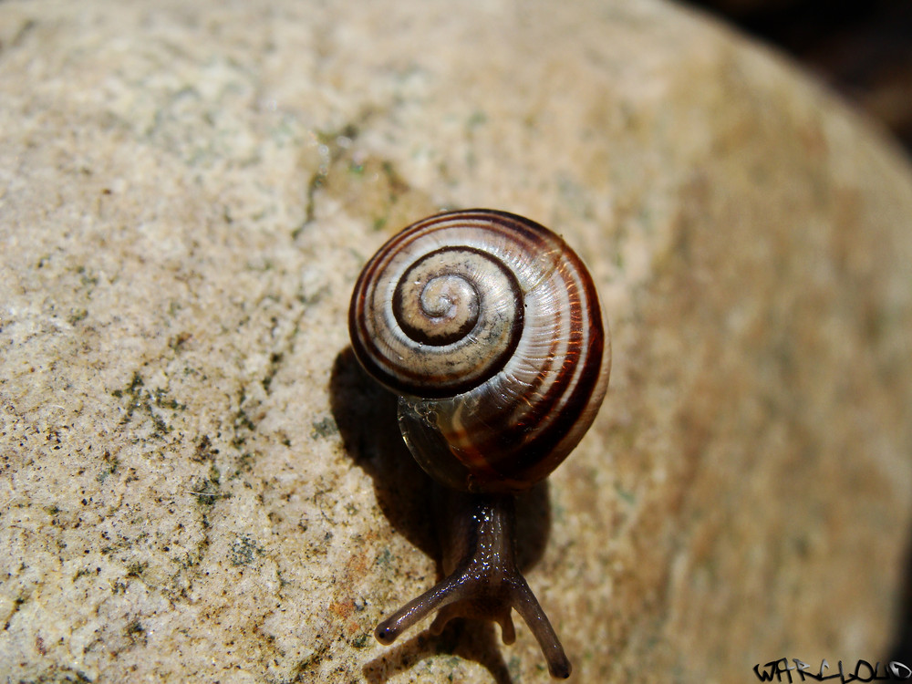 snail