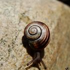 snail