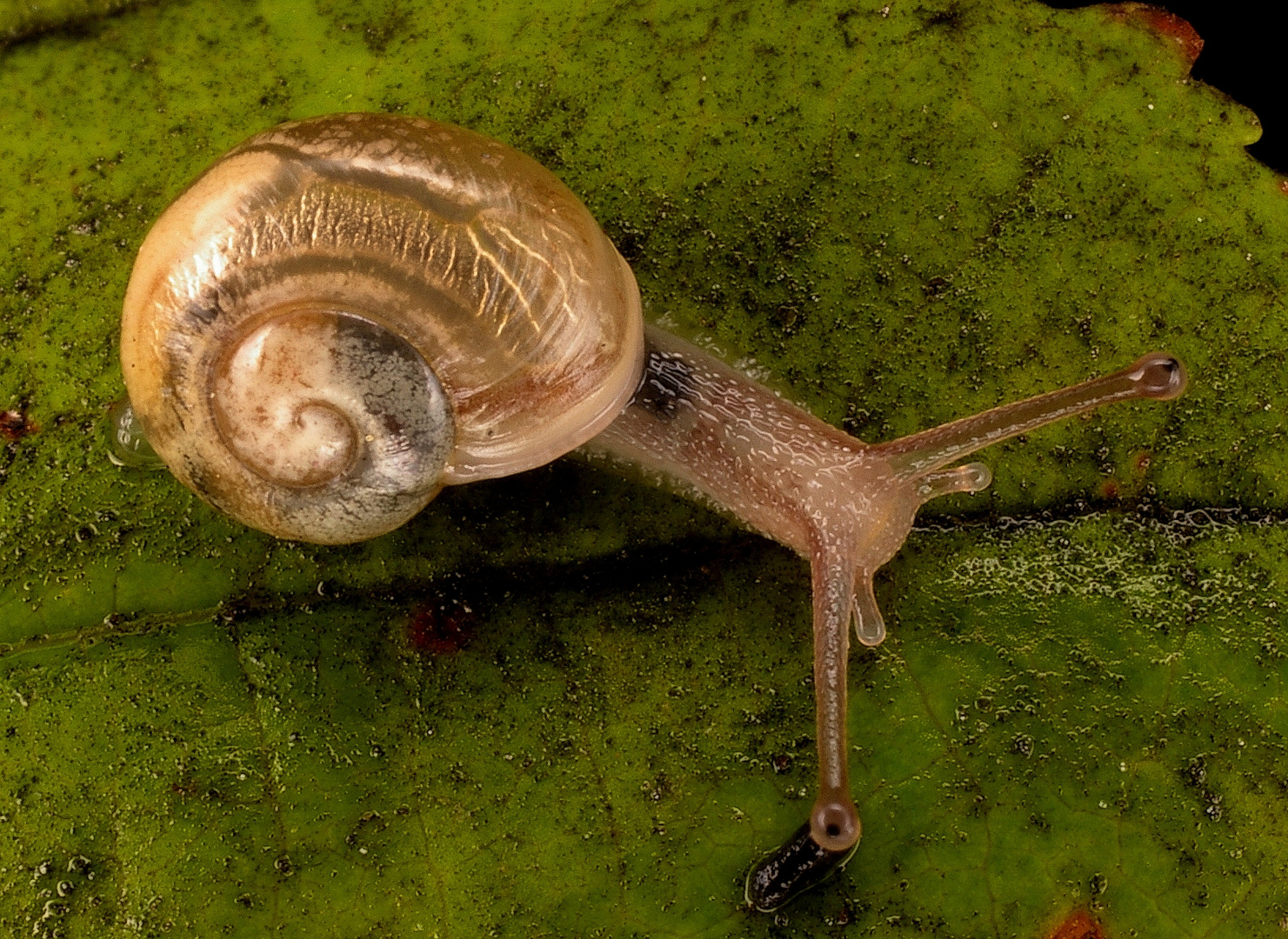 snail.