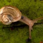 snail.