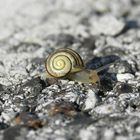 Snail for the 2nd time - Csiga másodszor