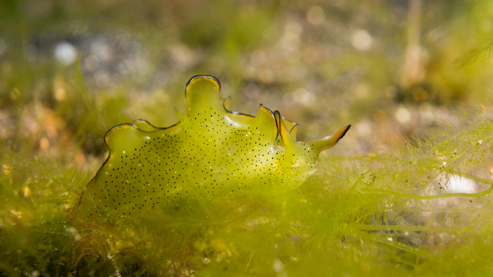 Snail goes green - Solarpowered ;-)