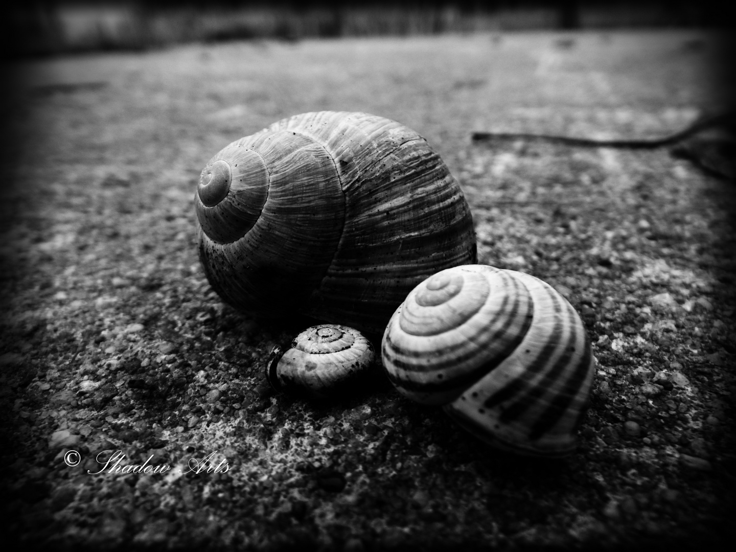 Snail Heart Foto & Bild kunstfotografie & kultur, eigene