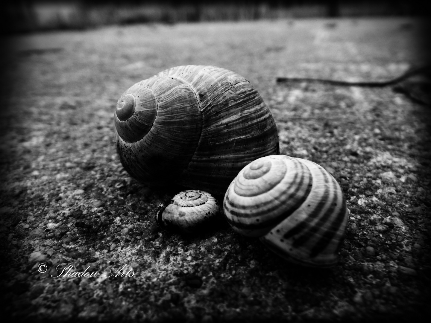 Snail Heart