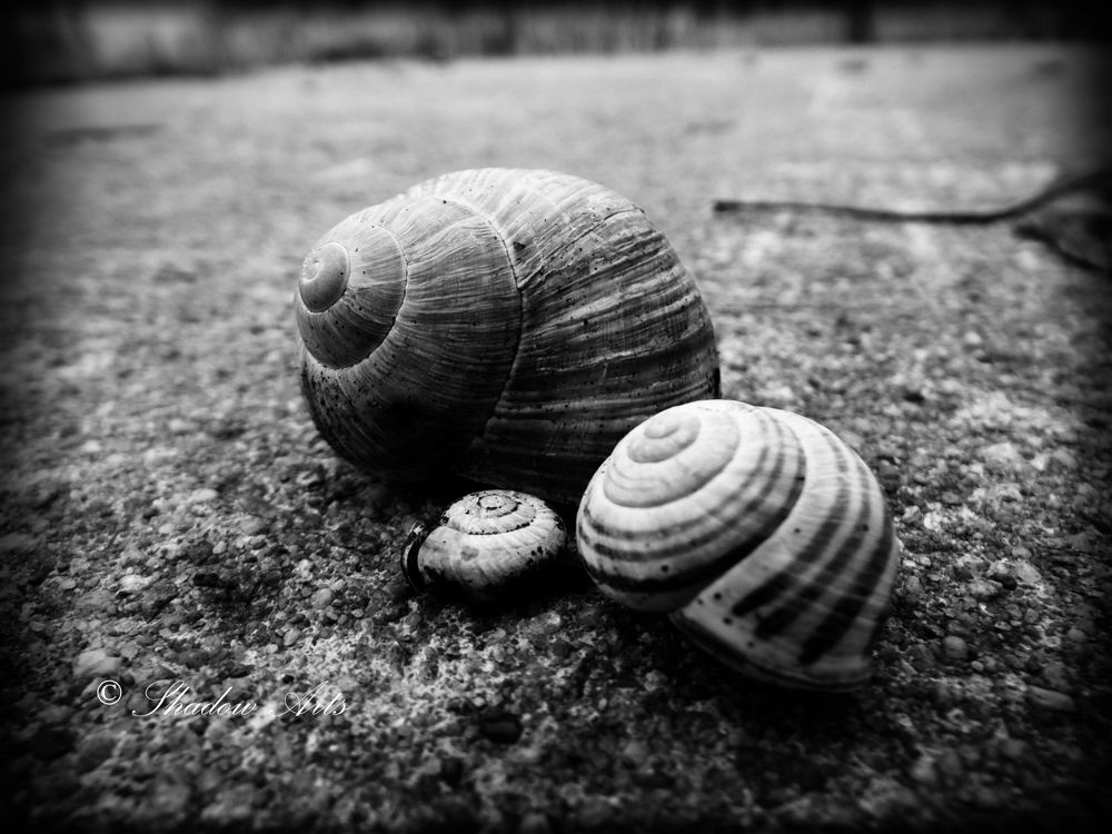 Snail Heart Foto & Bild kunstfotografie & kultur, eigene