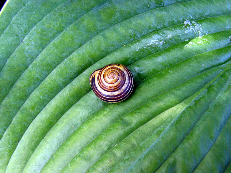 Snail in the Hamburg Botanical Garden