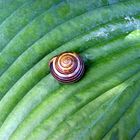 Snail in the Hamburg Botanical Garden