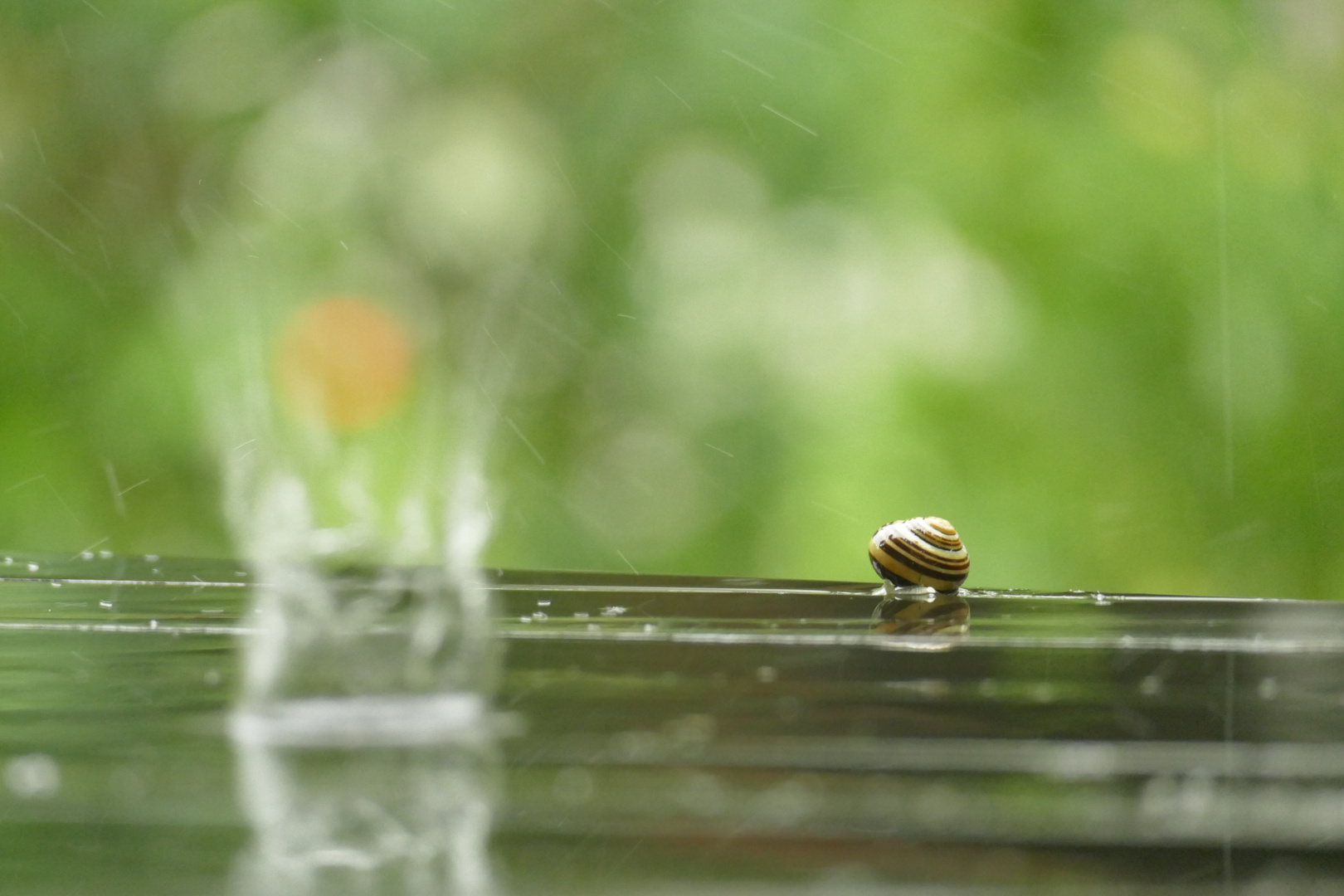 Snail in the rain