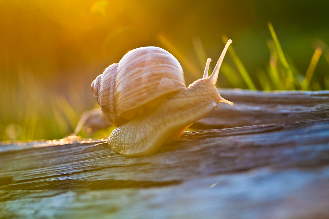 Snail in the sunset