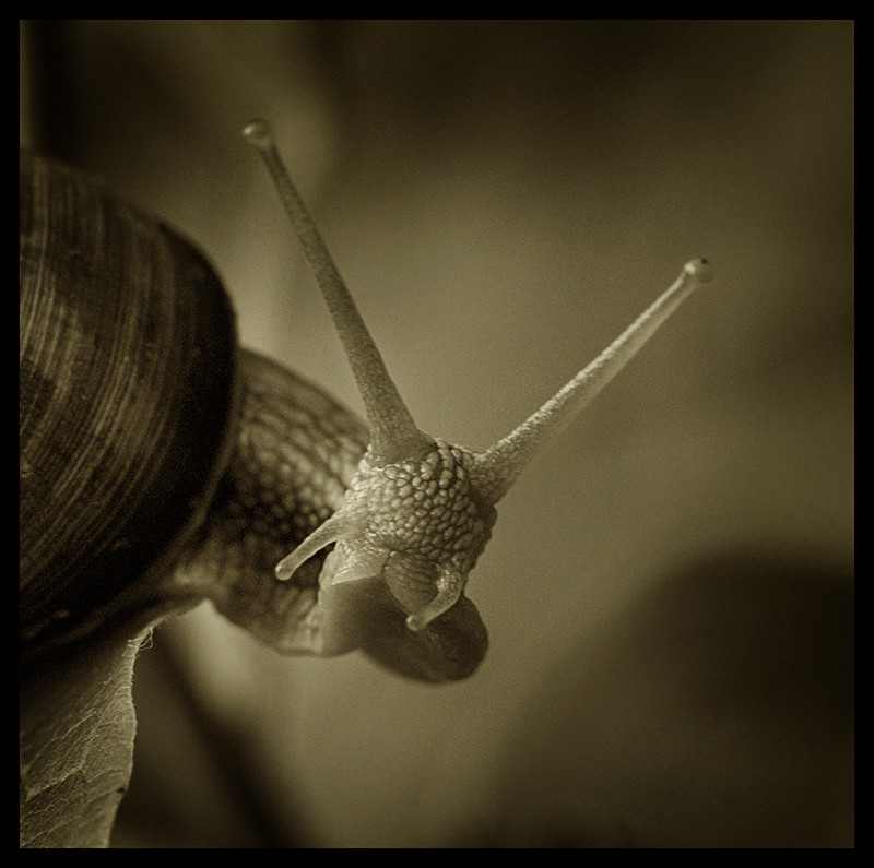 snail is not amoused