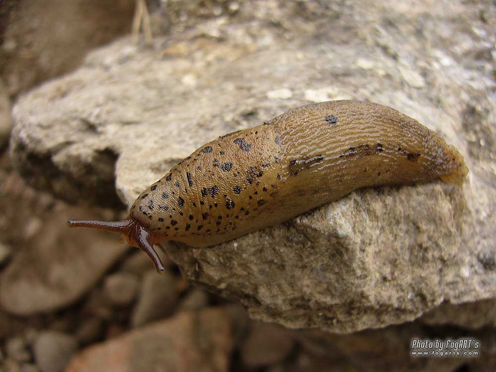 Snail is on rock