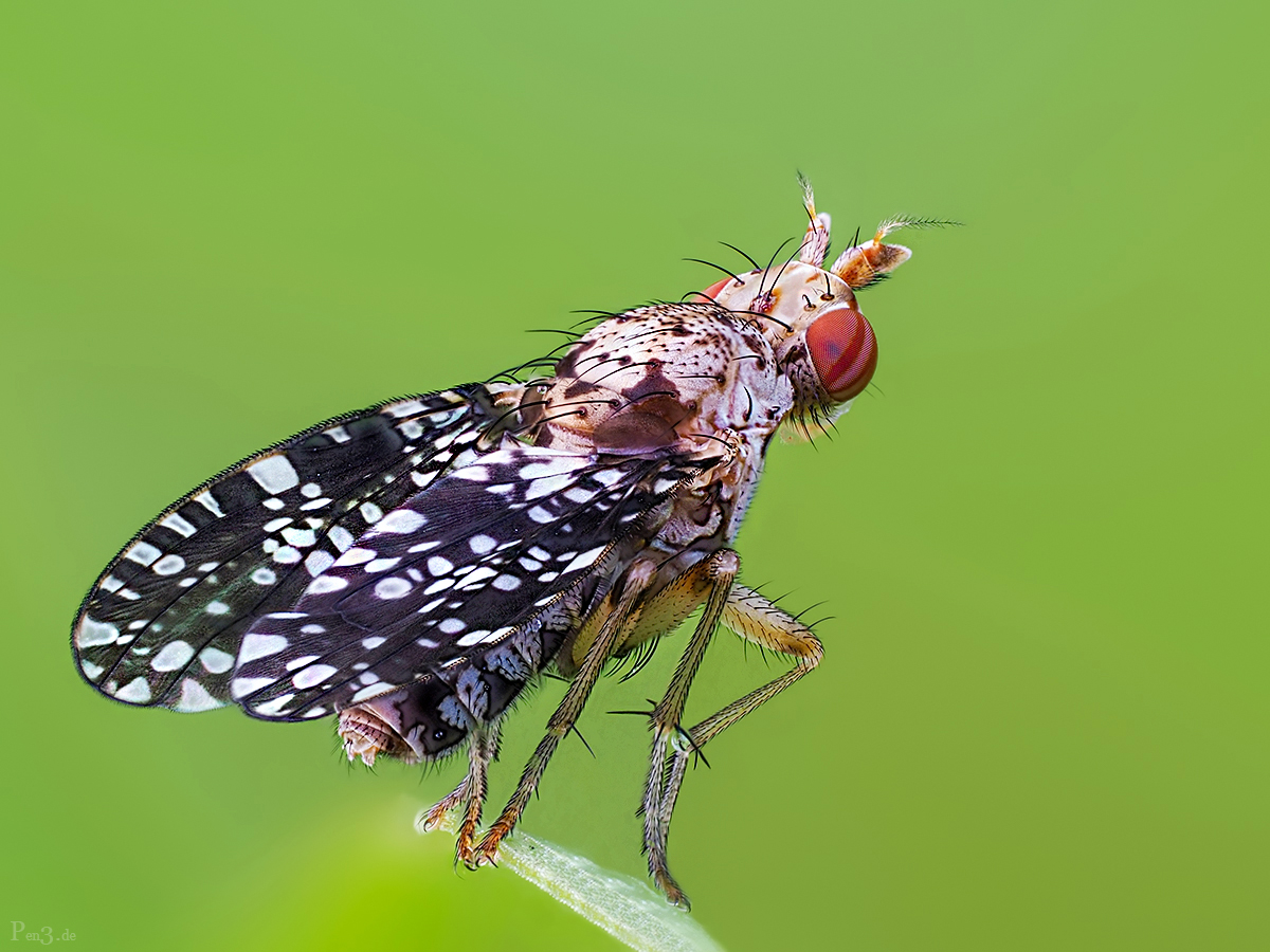 Snail-killing Flie