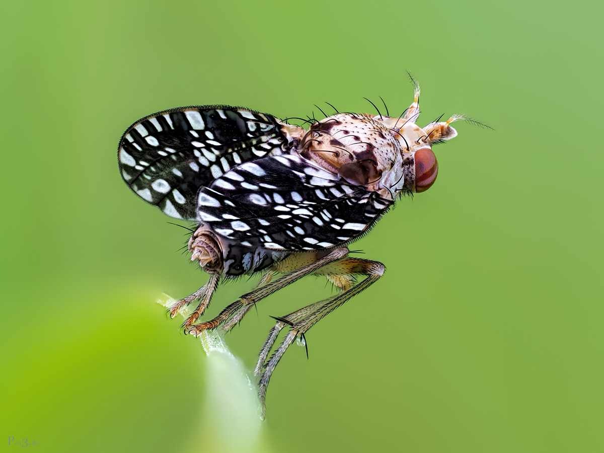 Snail-Killing Flies