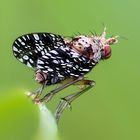 Snail-Killing Flies