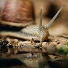 Snail life 