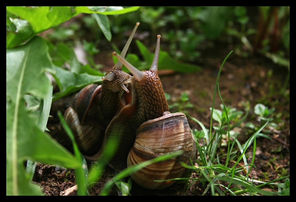 Snail Love