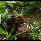 Snail Love