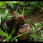 Snail Love