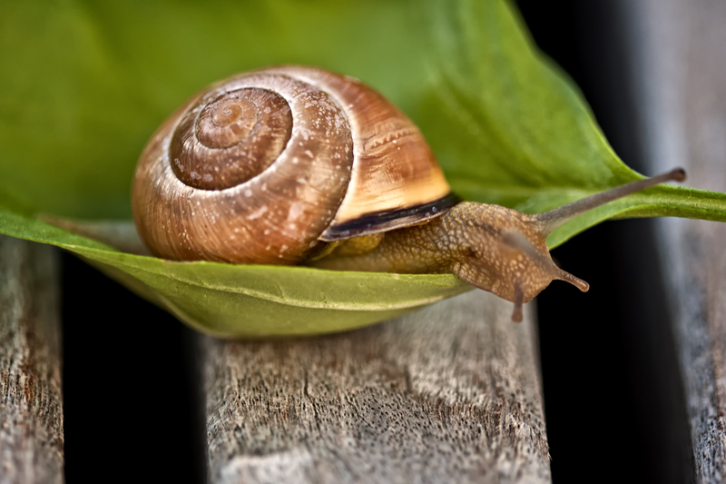 snail lulled into a sense of security