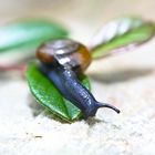 snail macro