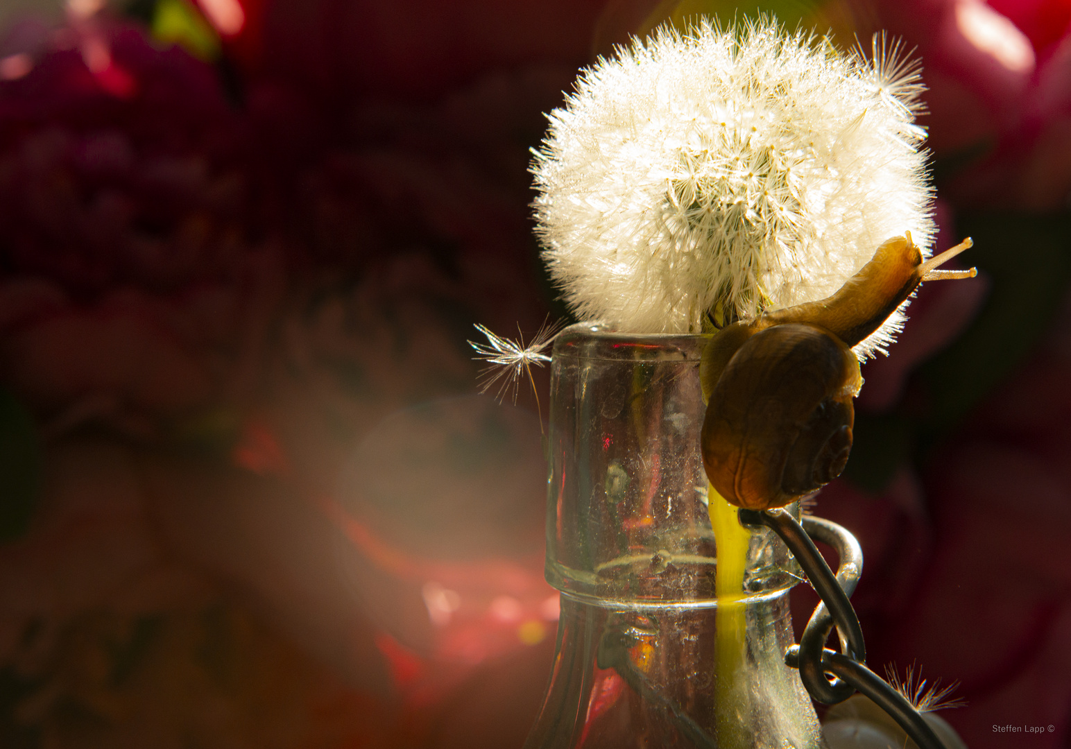 Snail meets Pusteblume