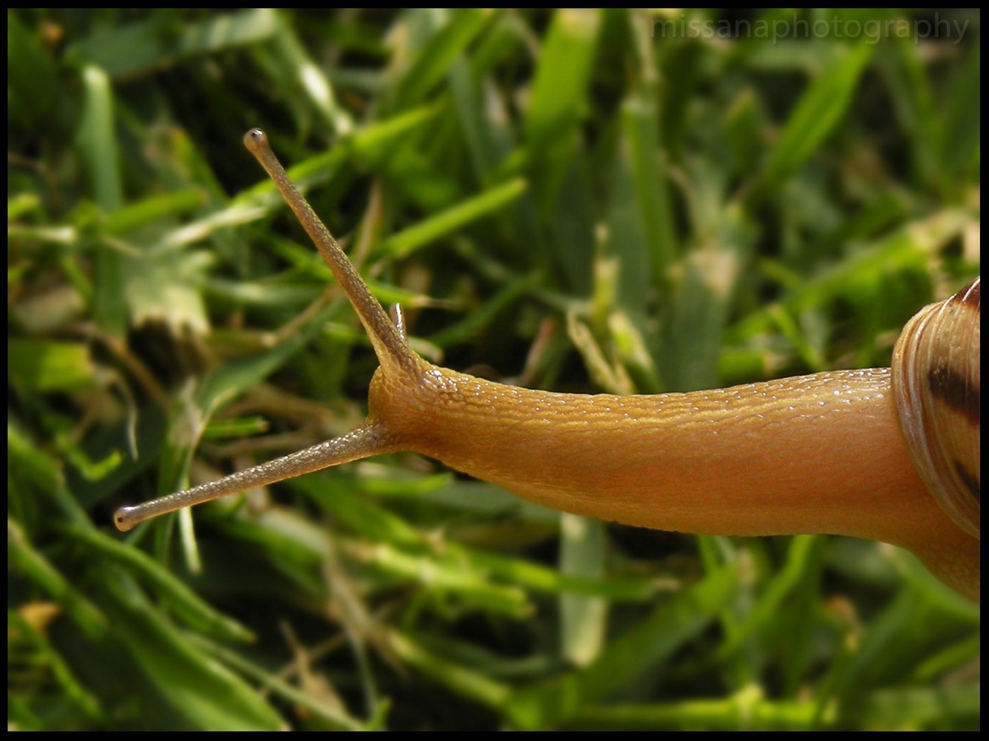 snail observing grass