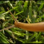 snail observing grass